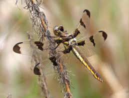 Attēlu rezultāti vaicājumam “Comatricha pulchella macro”