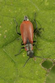 Attēlu rezultāti vaicājumam “Anthocomus rufus”