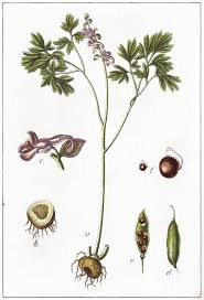 Attēlu rezultāti vaicājumam “Corydalis cava flower”