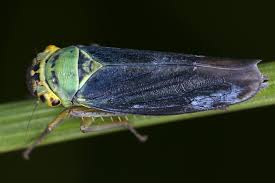 Attēlu rezultāti vaicājumam “Cicadella viridis”