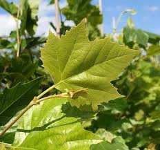 Attēlu rezultāti vaicājumam “Platanus x hispanica (syn. Platanus x acerifolia) leaf”