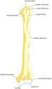 Humerus - Wikipedia, the free encyclopedia