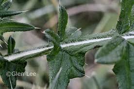 Attēlu rezultāti vaicājumam “Cirsium vulgare leaf”