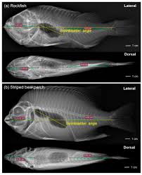 Image result for Sebastes fasciatus