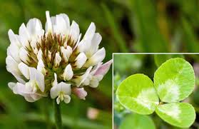 Attēlu rezultāti vaicājumam “Trifolium repens”