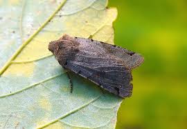 Attēlu rezultāti vaicājumam “Agrochola litura”