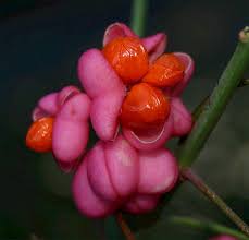Attēlu rezultāti vaicājumam “Euonymus europaeus bud”