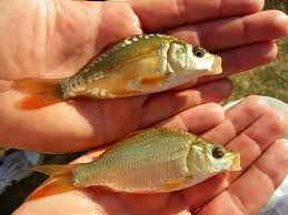 Image result for Cyprinus multitaeniatus