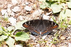 Attēlu rezultāti vaicājumam “Limenitis populi upperside”