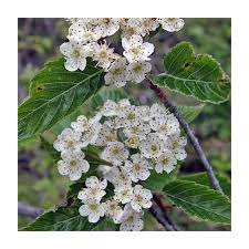 Attēlu rezultāti vaicājumam “Sorbus alnifolia”
