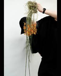 Attēlu rezultāti vaicājumam “Trichia ambigua stalked”