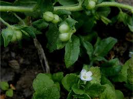 Attēlu rezultāti vaicājumam “Veronica agrestis leaf”