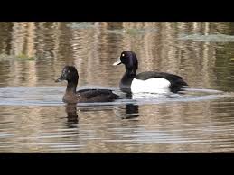 Attēlu rezultāti vaicājumam “Aythya fuligula female”