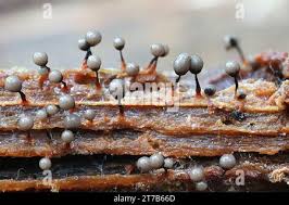 Attēlu rezultāti vaicājumam “Cribraria piriformis”