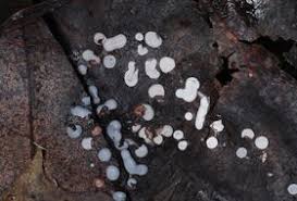 Attēlu rezultāti vaicājumam “Diderma rufostriatum”