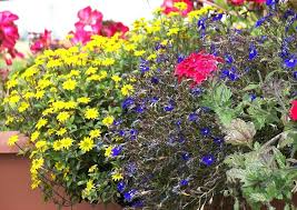 Image result for Lobelien