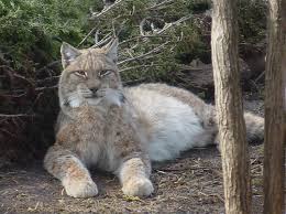 Afbeeldingsresultaat voor lynx