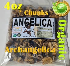 Attēlu rezultāti vaicājumam “Angelica sylvestris fruit”