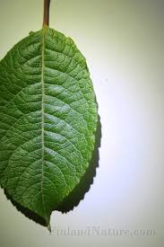 Attēlu rezultāti vaicājumam “Salix myrsinifolia leaf”