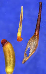 Attēlu rezultāti vaicājumam “Schistidium robustum sporophyte”