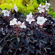Image result for Geranium `Purple Haze`