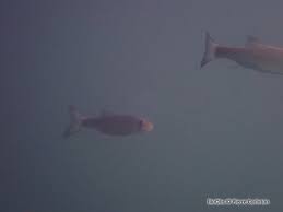 Image result for Squalius cephalus cavedanus