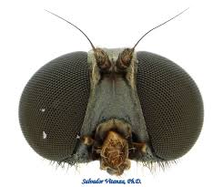 Attēlu rezultāti vaicājumam “Platypezidae”