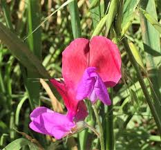 Image result for Lathyrus odoratus