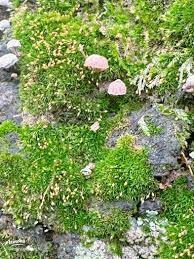 Attēlu rezultāti vaicājumam “Physarum viride”