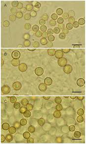 Attēlu rezultāti vaicājumam “Crepidotus applanatus”
