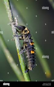 Attēlu rezultāti vaicājumam “Coccinella septempunctata larva”