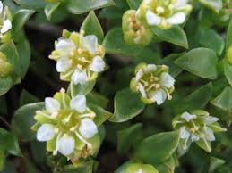 Attēlu rezultāti vaicājumam “Honckenya peploides flower”