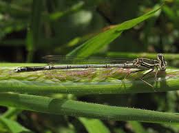 Attēlu rezultāti vaicājumam “Platycnemis pennipes male”