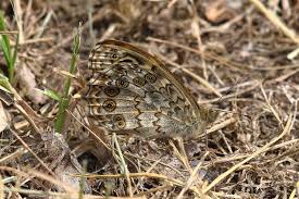 Attēlu rezultāti vaicājumam “Lasiommata megera male”