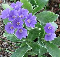 Attēlu rezultāti vaicājumam “Primula x margotae”