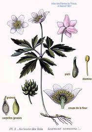 Attēlu rezultāti vaicājumam “Anemone nemorosa leaf”