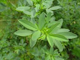 Attēlu rezultāti vaicājumam “Medicago x varia  leaf”