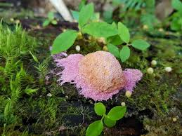 Attēlu rezultāti vaicājumam “Nectriopsis violacea”