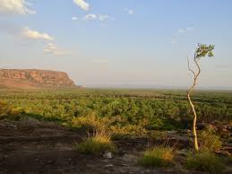 Billedresultat for kakadu n...