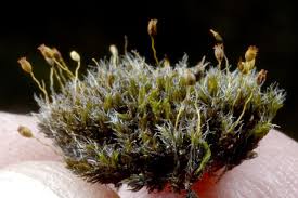 Attēlu rezultāti vaicājumam “Grimmia pulvinata”