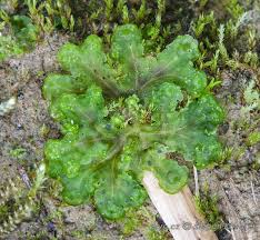 Attēlu rezultāti vaicājumam “Blasia pusilla”