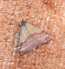 Attēlu rezultāti vaicājumam “Phytometra viridaria”