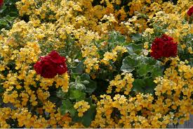 Image result for Elfenspiegel