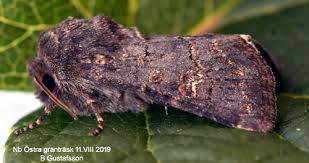 Attēlu rezultāti vaicājumam “Tholera cespitis”