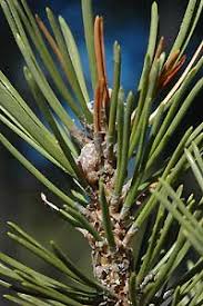 Attēlu rezultāti vaicājumam “Retinia resinella”