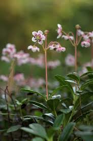 Attēlu rezultāti vaicājumam “Libanotis montana flower”