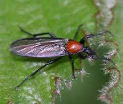 Attēlu rezultāti vaicājumam “Bibionidae”