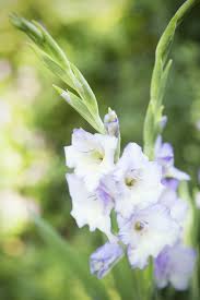 Attēlu rezultāti vaicājumam “Gladiolus imbricatus bud”