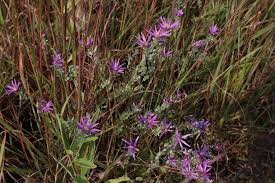 Attēlu rezultāti vaicājumam “Siphoptychium violaceum macro”