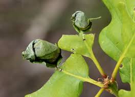 Attēlu rezultāti vaicājumam “Attelabus nitens”